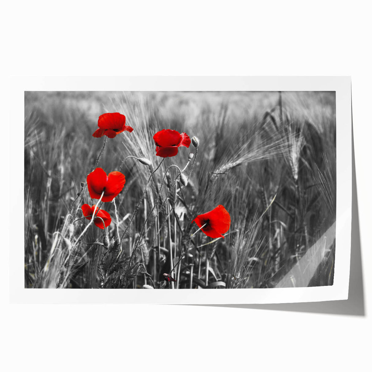 Botanical poppy wall art print showcasing vibrant red and green colors, elegantly rolled for easy display and shipping, perfect for home decor enhancement.