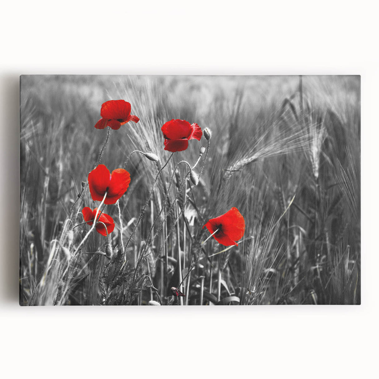 Vibrant stretched canvas artwork featuring a botanical poppy design, showcasing intricate floral details and a bold color palette, perfect for enhancing home decor.