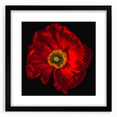 Framed botanical wall art featuring a vibrant poppy design with a sleek black frame and mat, perfect for modern home decor. Ideal for flower enthusiasts.