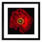 Framed botanical wall art featuring a vibrant poppy design with a sleek black frame and mat, perfect for modern home decor. Ideal for flower enthusiasts.