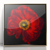 Framed botanical wall art featuring a vibrant poppy design with gold accents, set against a clean white background, ideal for home decor and floral enthusiasts.