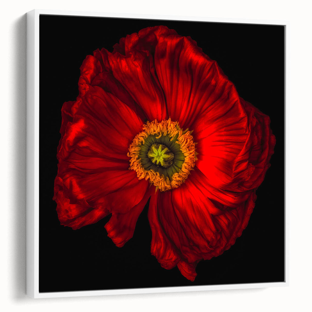 Framed botanical wall art featuring a poppy design in vibrant colors, displayed from the side against a white backdrop, perfect for home decor enhancement.