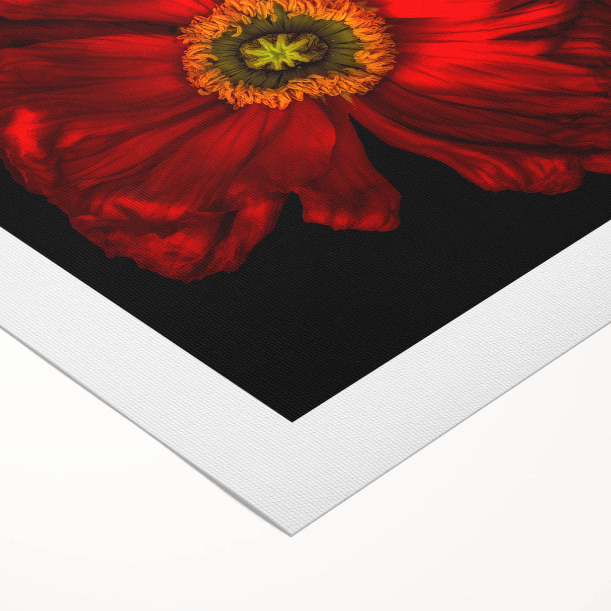 Vibrant rolled canvas print of botanical poppy design, showcasing vivid colors and intricate details, ideal for home or office decor, rolled for easy storage.