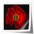 Vibrant botanical wall art print featuring delicate poppy flowers in shades of red and pink, perfect for home decor or artistic display, rolled for easy framing.