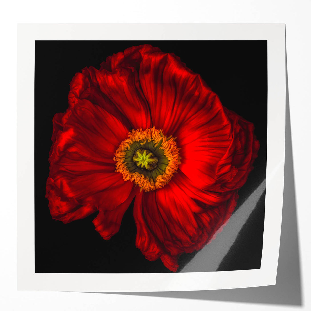 Vibrant botanical wall art print featuring delicate poppy flowers in shades of red and pink, perfect for home decor or artistic display, rolled for easy framing.