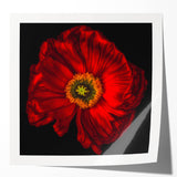 Vibrant botanical wall art print featuring delicate poppy flowers in shades of red and pink, perfect for home decor or artistic display, rolled for easy framing.