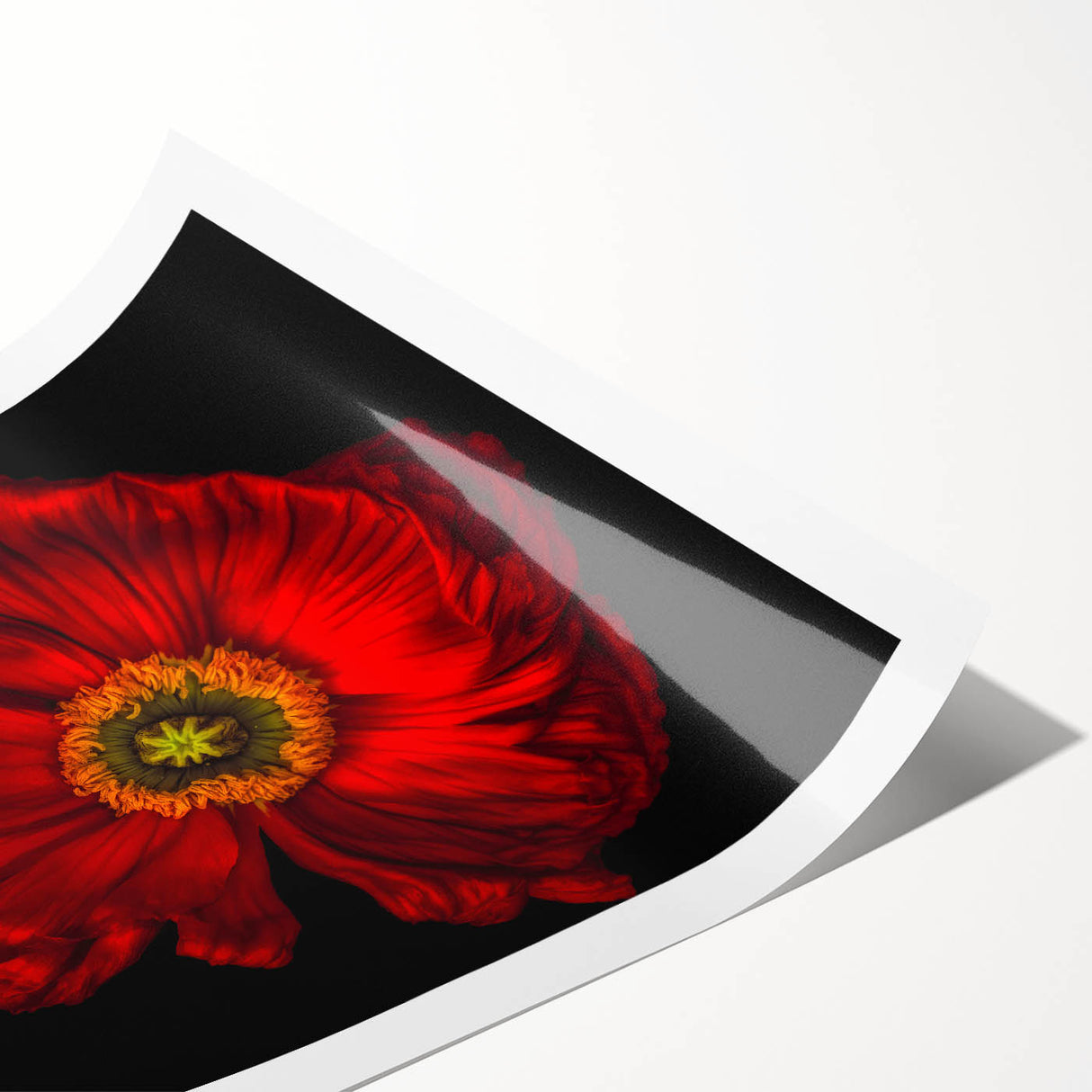 Vibrant botanical poppy wall art print showcasing detailed floral designs in bright red and green hues, ideal for home decor and art enthusiasts.