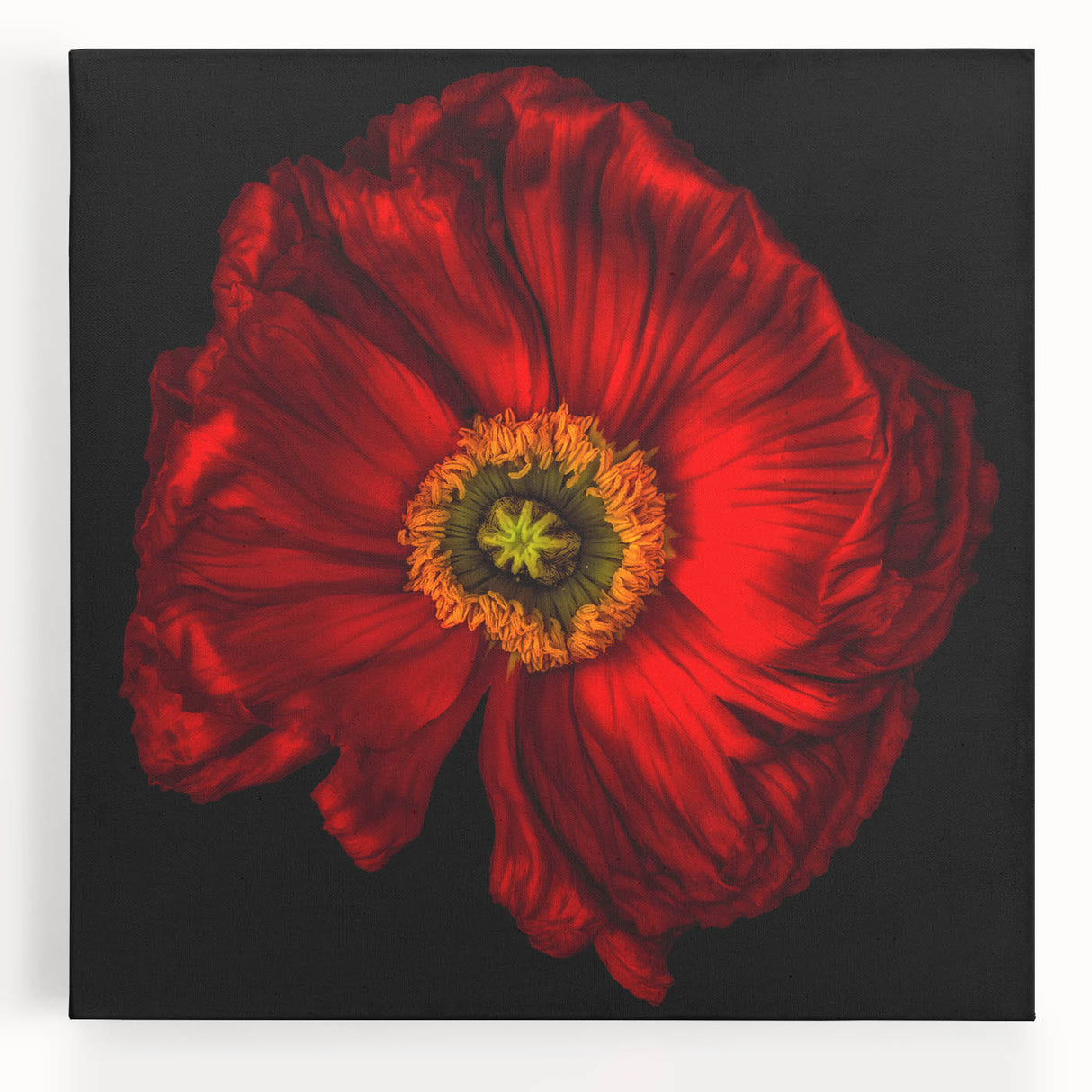 Vibrant poppy botanical wall art on stretched canvas, showcasing intricate details and rich colors, ideal for enhancing modern home decor and art collections.