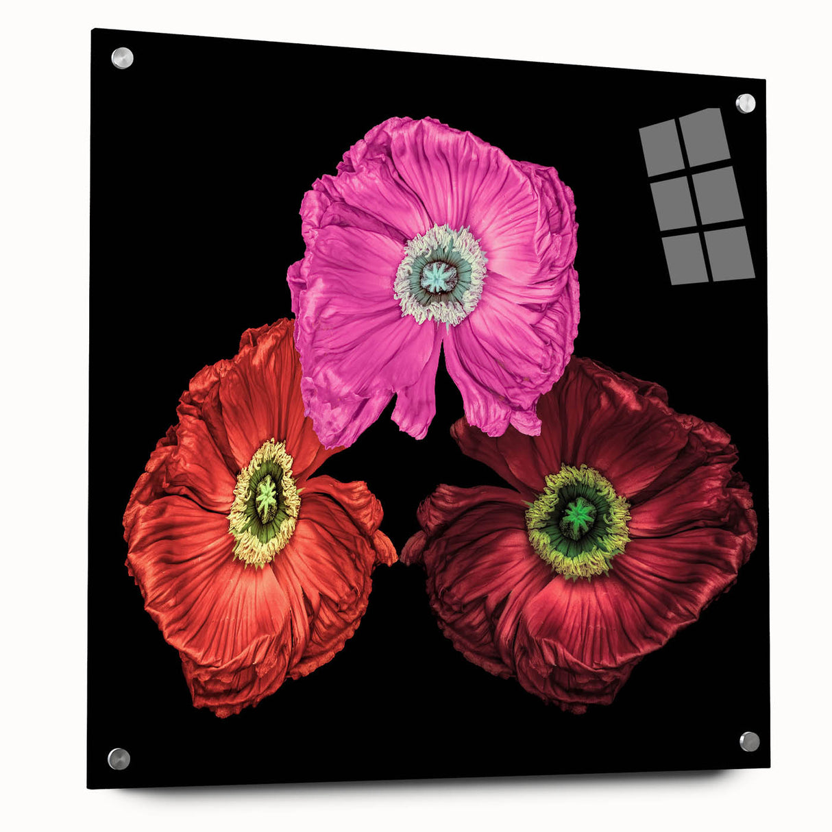 Botanical wall art collection featuring a side view of a poppy design, elegantly displayed under acrylic glass with decorative pins, ideal for home decor.