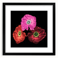 Black-framed wall art showcasing a vibrant botanical poppy design on a white background, perfect for home decor. Ideal for nature lovers and floral enthusiasts.