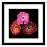 Black-framed wall art showcasing a vibrant botanical poppy design on a white background, perfect for home decor. Ideal for nature lovers and floral enthusiasts.