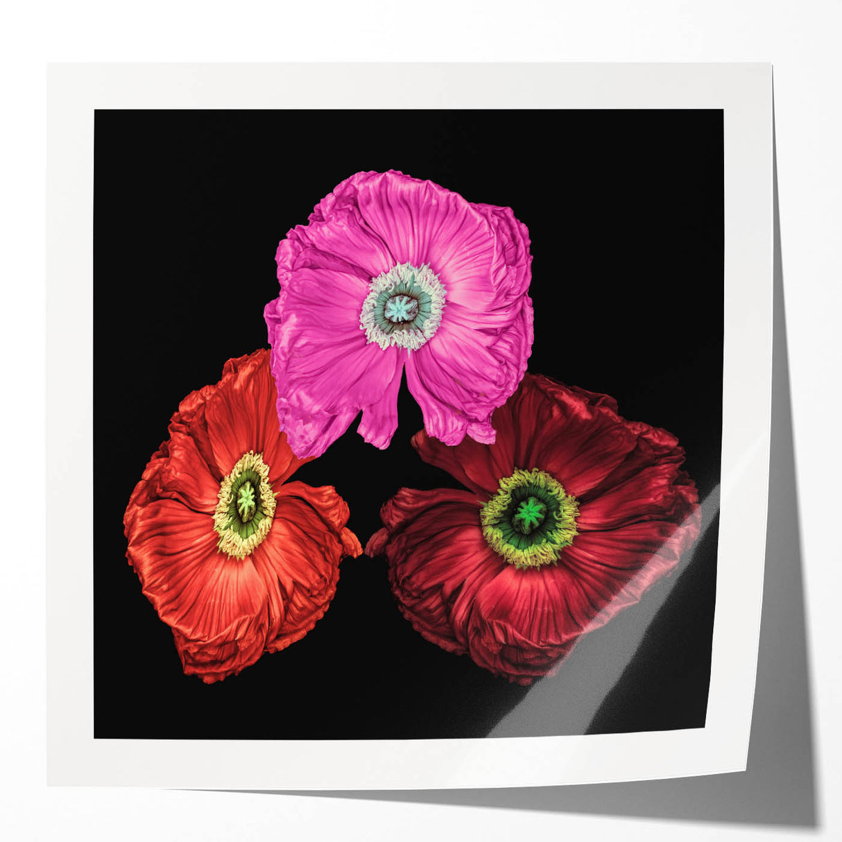 Vibrant botanical poppy wall art print showcasing intricate floral details in bright reds and greens, elegantly rolled for easy display or framing.