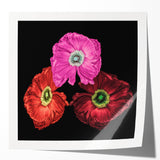 Vibrant botanical poppy wall art print showcasing intricate floral details in bright reds and greens, elegantly rolled for easy display or framing.