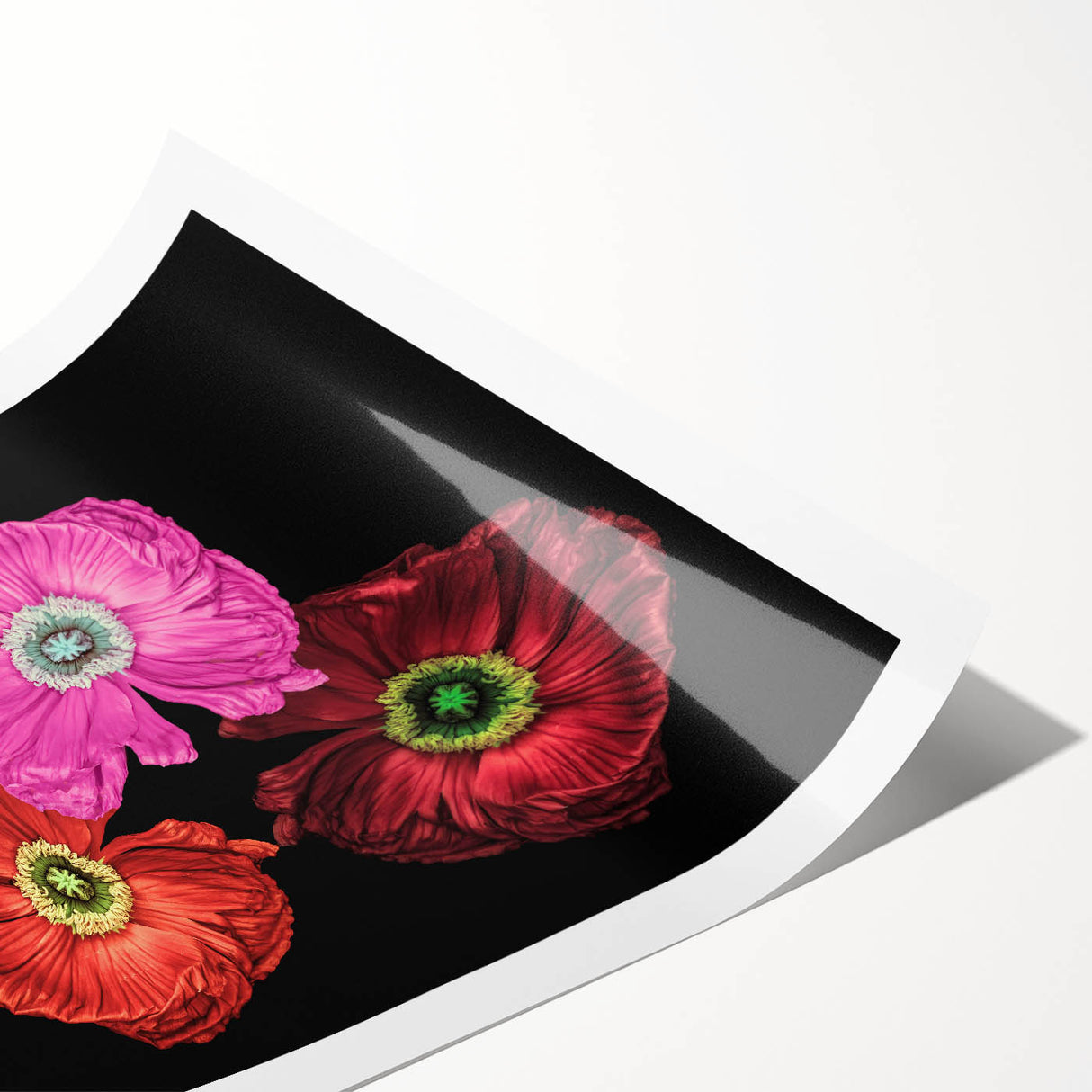 Vibrant botanical poppy wall art collection featuring delicate floral illustrations in soft hues of pink and green, designed for modern home decor.
