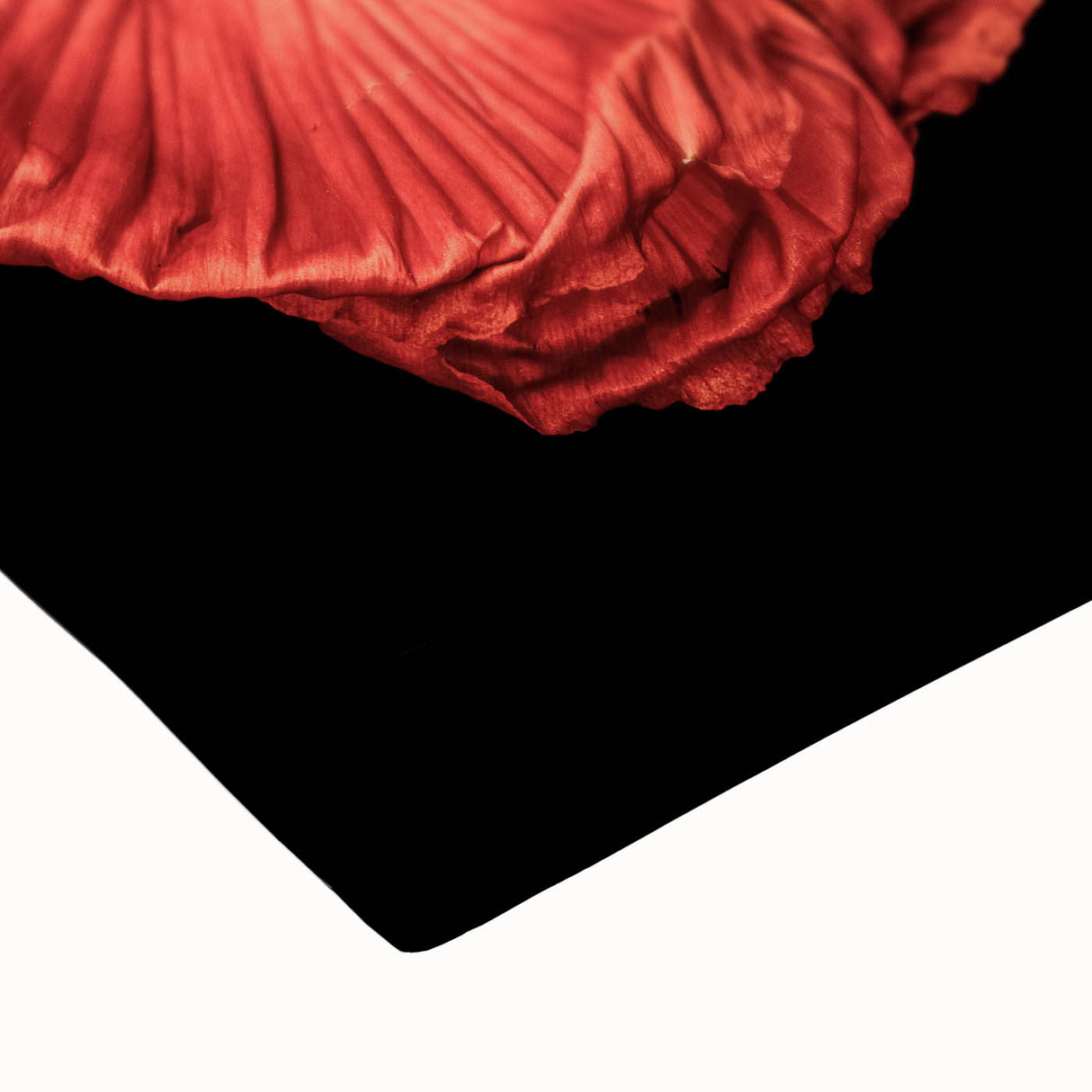 Vibrant close-up of a botanical poppy wall art design on stretched canvas, showcasing intricate floral details and rich colors, perfect for home decor.