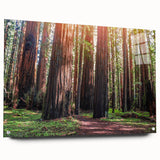 Close-up view of a botanical wall art piece showcasing vibrant redwood trees, displayed in a sleek acrylic glass frame, accentuating its intricate details and natural colors. This artistic design adds a touch of nature-inspired elegance to any interior space.