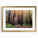 Framed wall art featuring a botanical design of vibrant flowers and majestic redwood trees, elegantly set in a gold frame with a white mat, perfect for home decor.