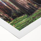 Botanical wall art featuring vibrant redwood trees on a rolled canvas, showcasing intricate details and rich colors, ideal for nature-inspired home decor.