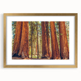Framed wall art featuring a botanical design of redwood trees, accented with gold matting, showcasing intricate details and vibrant colors, perfect for nature lovers.