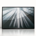 Framed wall art showcasing a vibrant botanical design featuring redwood trees, set in a black frame with acrylic glass, perfect for nature enthusiasts and home decor.