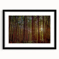 Framed botanical wall art design featuring vibrant flowers and majestic redwood trees, presented in a sleek black frame with a white mat, perfect for home decor.