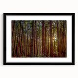Framed botanical wall art design featuring vibrant flowers and majestic redwood trees, presented in a sleek black frame with a white mat, perfect for home decor.