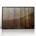 Framed wall art featuring a botanical design of redwood trees, presented in an elegant black frame with a sleek acrylic surface, ideal for nature-themed decor.