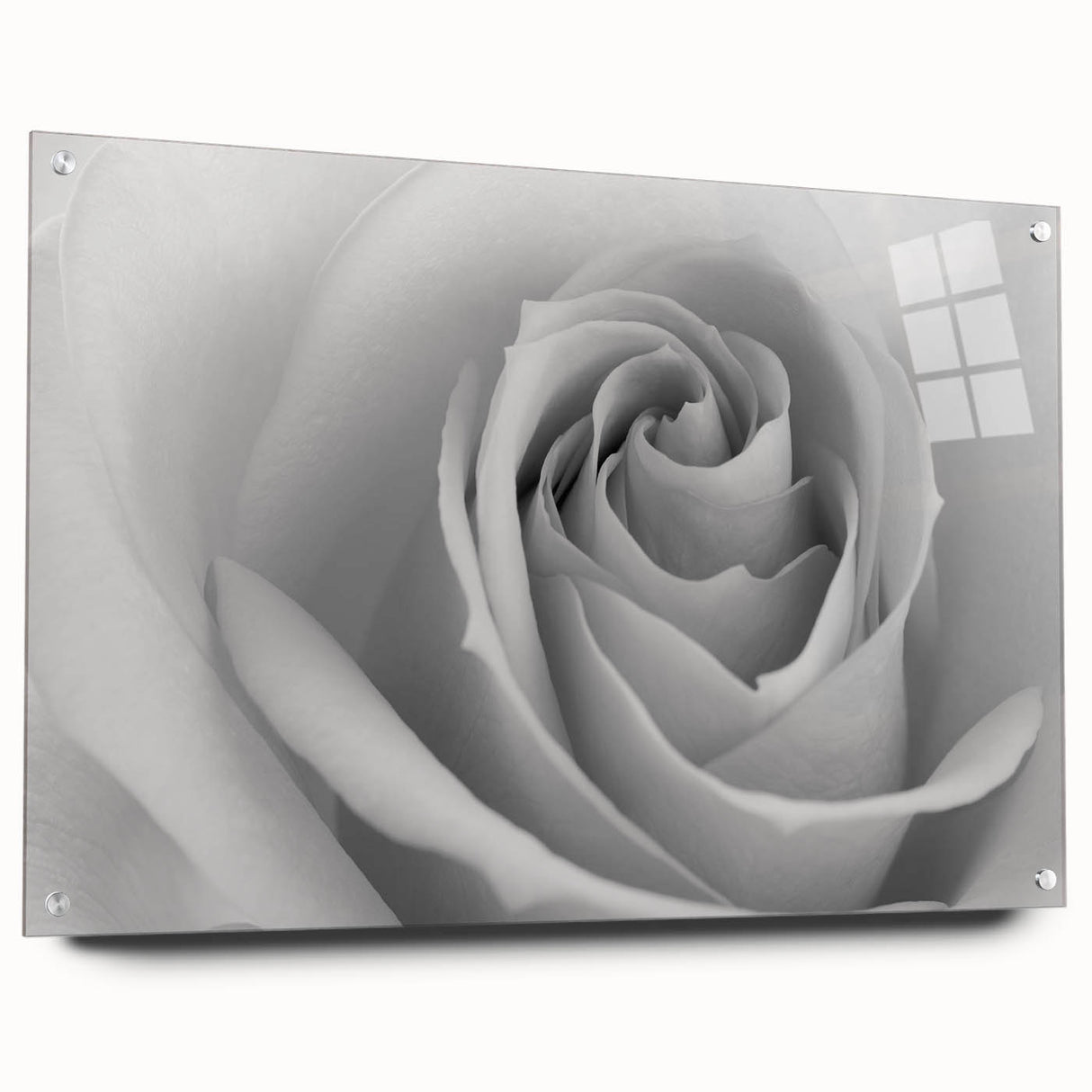 Acrylic glass wall art featuring a botanical rose design, showcasing vibrant colors and intricate details, elegantly displayed with pins for a modern touch. Ideal for enhancing home decor with a floral theme.