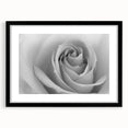 Elegant botanical rose wall art framed in black with a white mat, showcasing delicate floral illustrations that enhance any modern decor. Ideal for home or office enhancement.