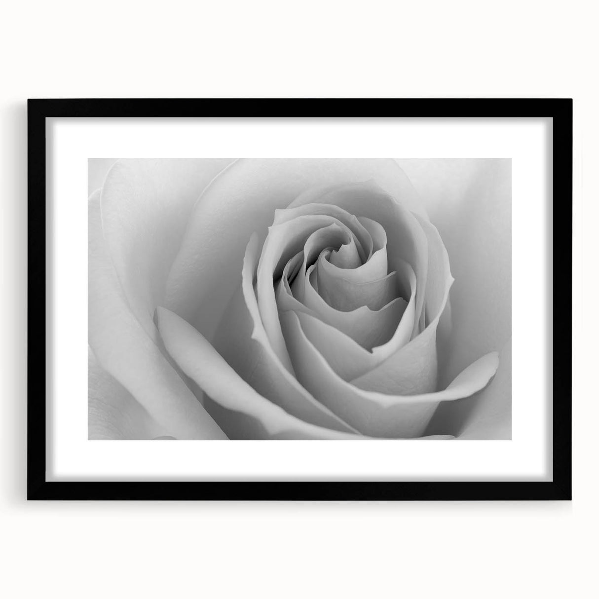 Elegant botanical rose wall art framed in black with a white mat, showcasing delicate floral illustrations that enhance any modern decor. Ideal for home or office enhancement.