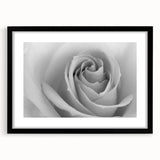 Elegant botanical rose wall art framed in black with a white mat, showcasing delicate floral illustrations that enhance any modern decor. Ideal for home or office enhancement.