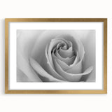 Botanical rose wall art framed in elegant gold, showcasing intricate floral details and soft pastel colors, perfect for home decor or gifting.