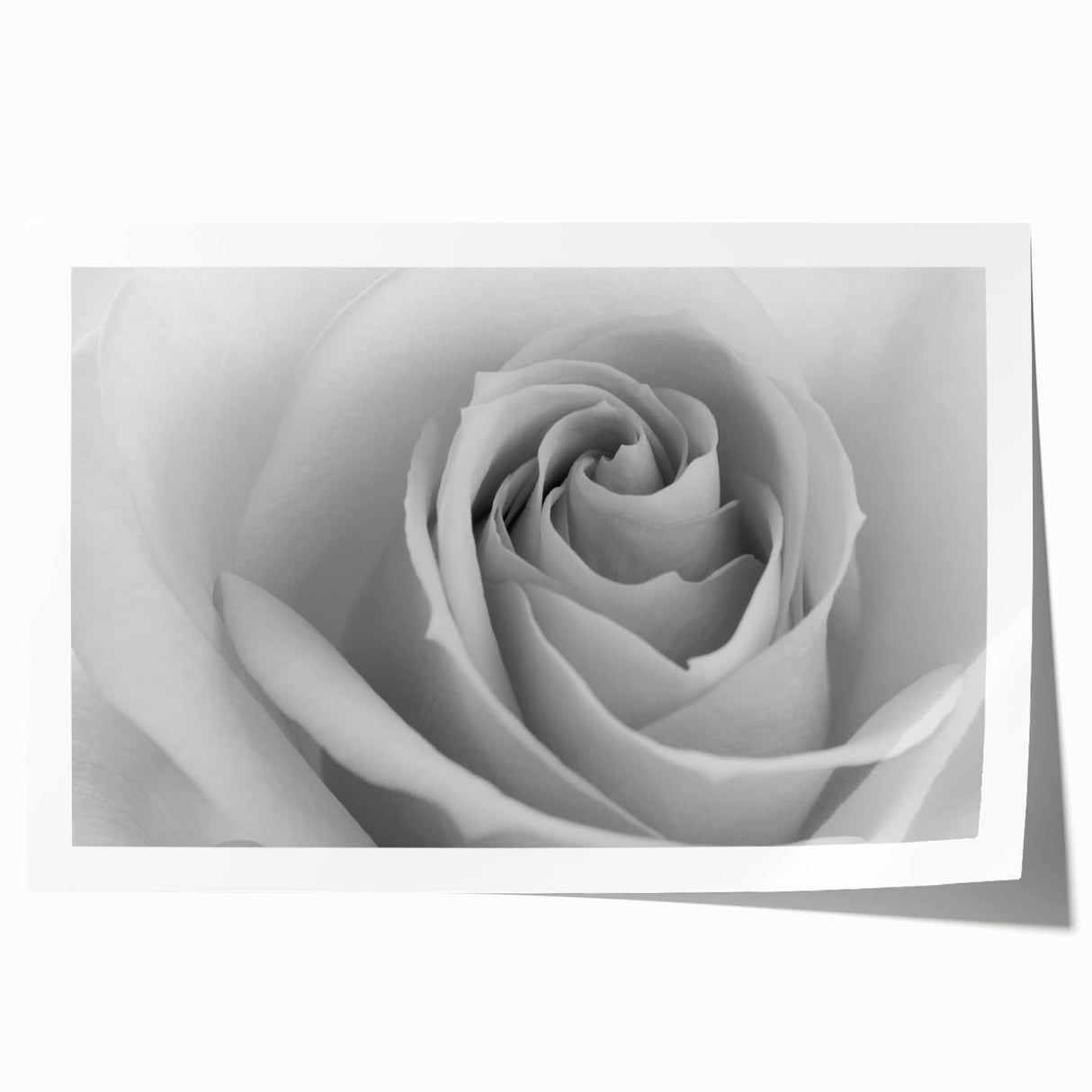 Botanical wall art print featuring a delicate rose design in soft pastel colors, rolled and ready for framing, perfect for adding elegance to any decor.