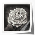 Botanical rose wall art print showcasing intricate floral designs in soft pink and green hues, rolled and ready for framing to enhance home decor.