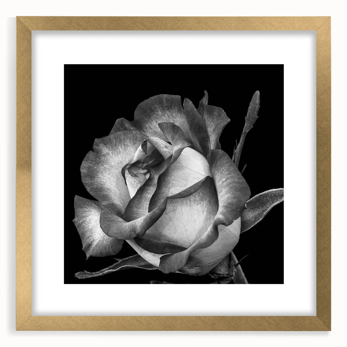 Framed botanical rose wall art featuring intricate floral designs in soft pink and gold hues, perfect for elegant home decor. Ideal for enhancing living spaces.