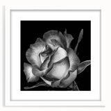 Botanical rose wall art design featuring delicate pink and white flowers in a framed matte white finish, perfect for home decor and floral enthusiasts.