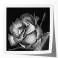 Botanical wall art print featuring a delicate rose design in soft pastel colors, rolled and ready for framing, adding elegance to any decor.