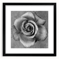 Botanical rose wall art collection featuring a black frame and mat, showcasing vibrant floral designs ideal for home decor in modern settings.