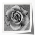 Botanical rose wall art print showcasing delicate pink and white roses against a soft green background, perfect for home decor and floral enthusiasts.