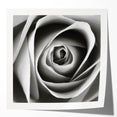 Botanical wall art print showcasing a beautifully detailed rose design, featuring soft pink and green hues, rolled and ready for framing. Perfect for home decor.