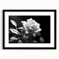 Botanical wall art featuring a detailed rose design in a black frame with matting, ideal for home decor. Perfect for enhancing aesthetic appeal in living spaces.