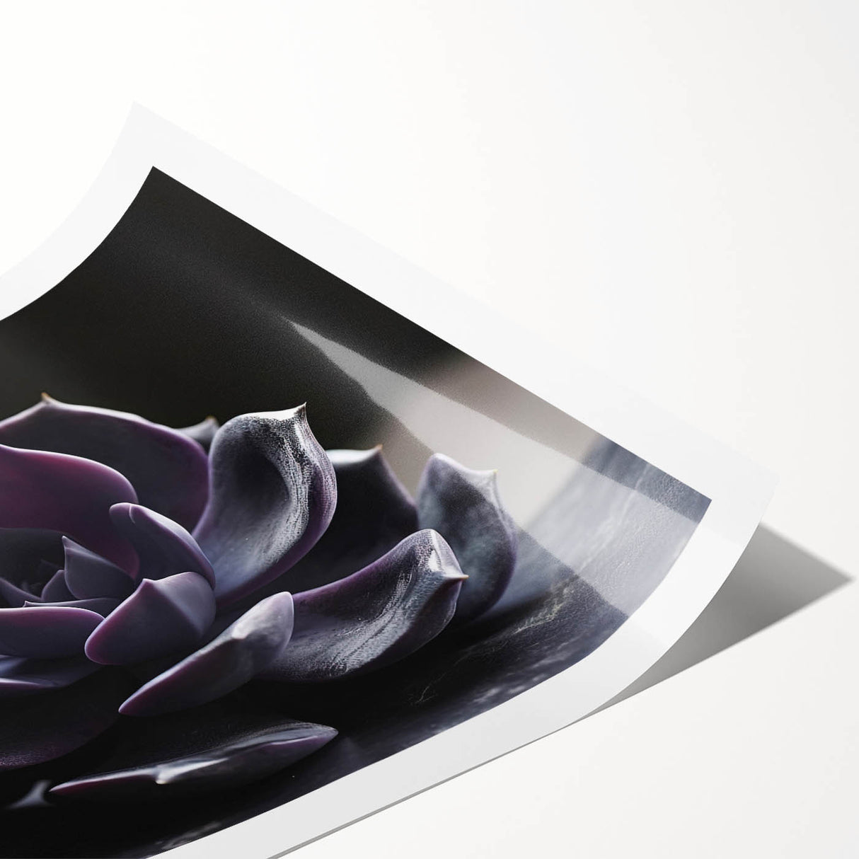 Botanical wall art print showcasing a vibrant collection of succulents in various colors, rolled neatly for easy framing and display, enhancing home decor aesthetics.