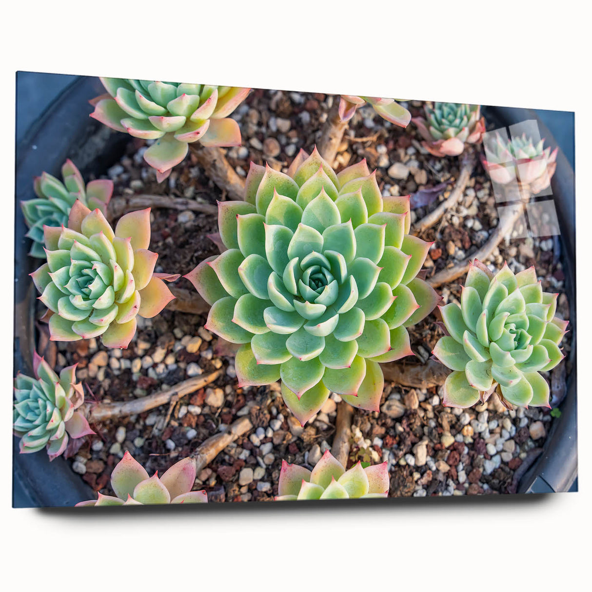 Acrylic glass wall art collection featuring a botanical design of succulents, displayed from the side to highlight details and vibrant colors, perfect for home decor.