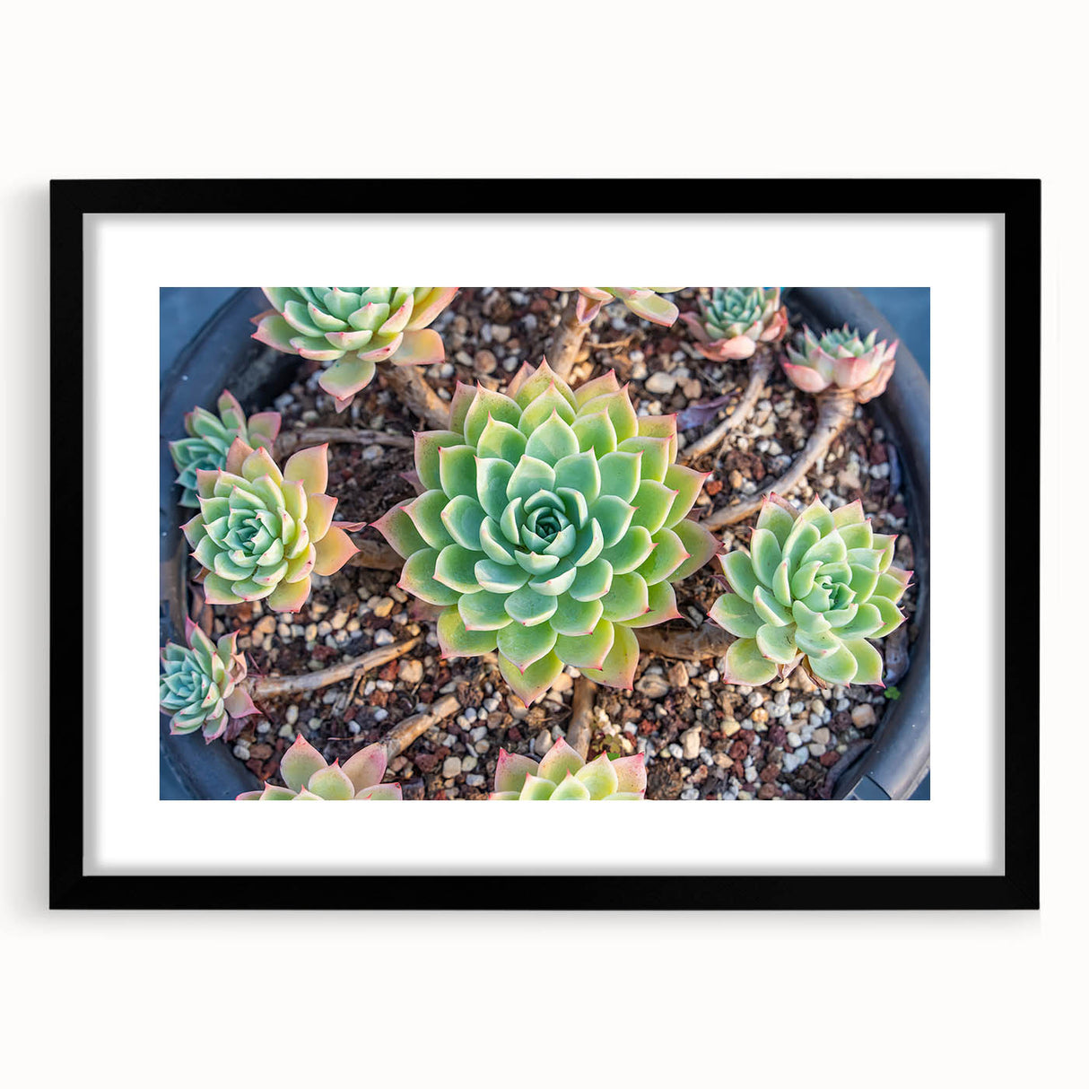Botanical wall art collection showcasing vibrant floral and succulent designs in a sleek black frame with matting, perfect for modern home decor.