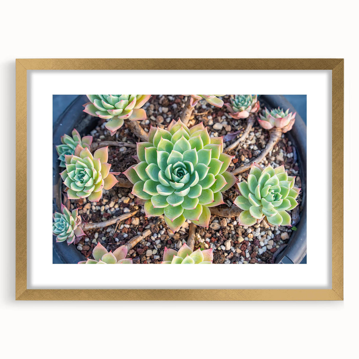 Botanical wall art collection showcasing vibrant succulents in a gold-framed design with a mat, perfect for enhancing home decor with nature-inspired aesthetics.