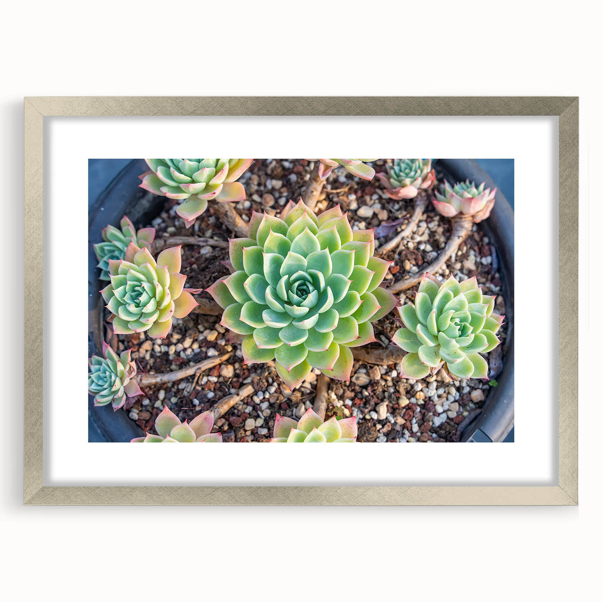 Botanical wall art collection featuring a silver-framed design of colorful succulents, elegantly matted for a refined look, perfect for home decor.