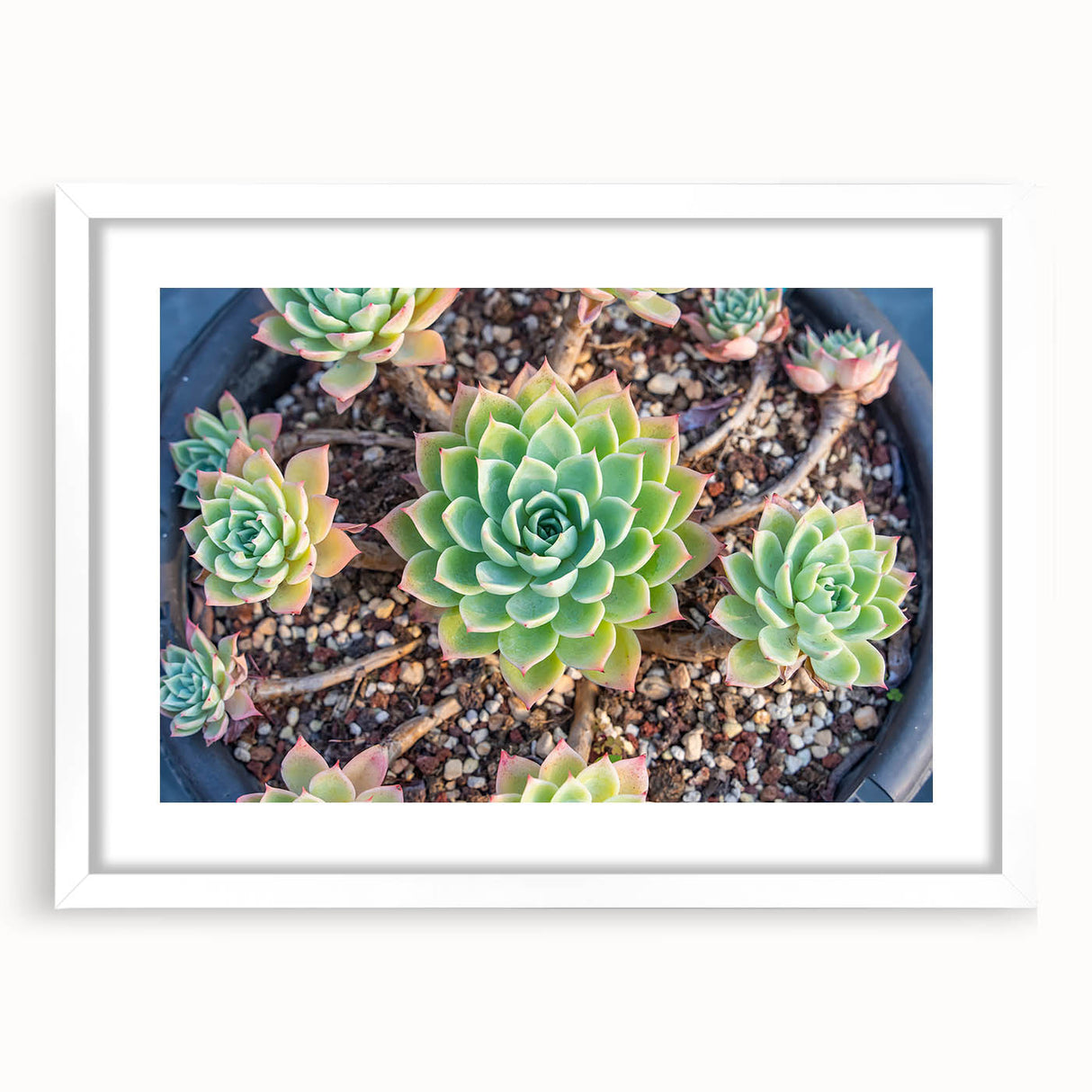 Botanical wall art featuring an elegant succulent design framed in white with a mat, ideal for adding a touch of nature to modern interiors.