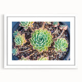Botanical wall art featuring an elegant succulent design framed in white with a mat, ideal for adding a touch of nature to modern interiors.