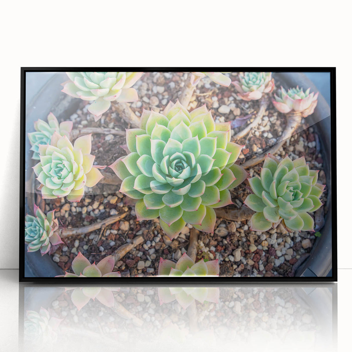 Framed wall art featuring a botanical design of vibrant succulents in varying shades of green and pink, set against a sleek black frame, perfect for modern decor.