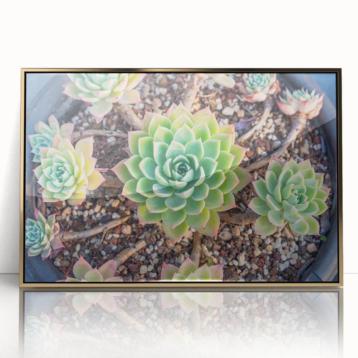 Framed wall art showcasing a botanical design of colorful succulents with gold accents, perfect for home decor in a modern setting, enhancing any room's aesthetic.